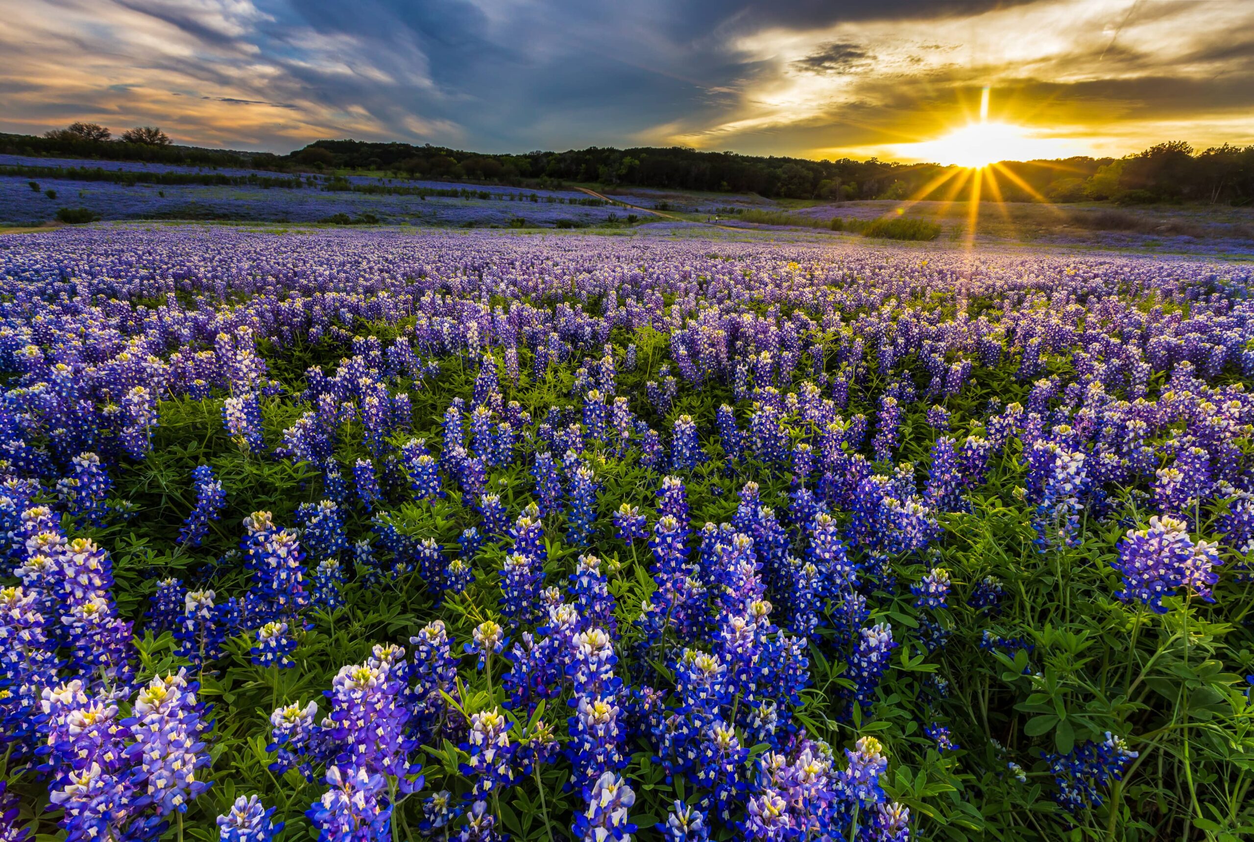 Large meadow field of Texas bluebonnets at sunrise